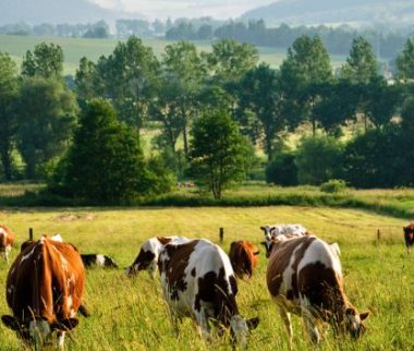 Cerfrance Mayenne-Sarthe, conseil en agriculture, mesure agro-environnementale pour le maintien des systèmes herbagers ouverte sur l’ensemble de la région Pays de la Loire en 2024
