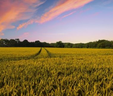 Cerfrance Mayenne-Sarthe, conseil en agriculture, dispositifs existants pour construire stratégie carbone
