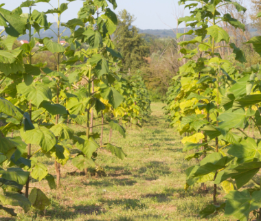 Faut-il se lancer dans la plantation de Paulownia ?