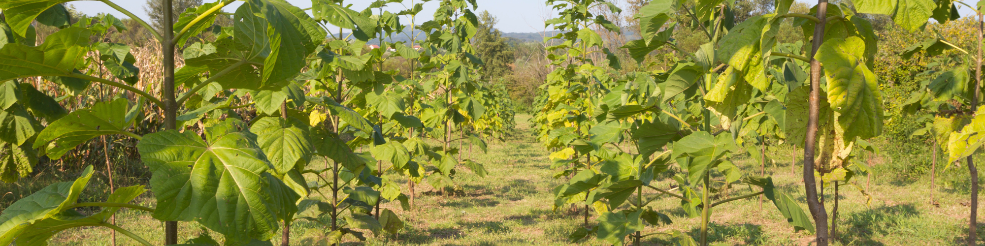 Faut-il se lancer dans la plantation de Paulownia ?