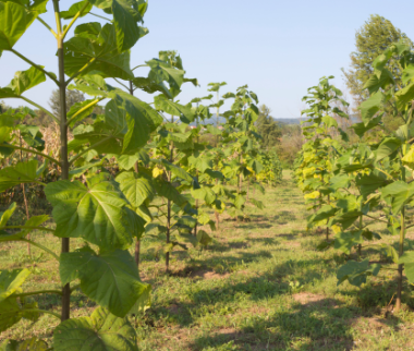 Cerfrance Mayenne - Sarthe, conseil en agriculture, Le Paulownia est-il l'arbre du futur ?