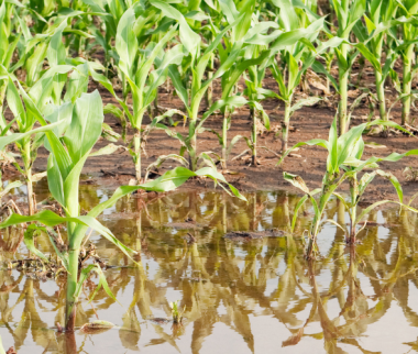 Agriculture : dégrèvement de la taxe foncière 2024 pour pertes de récoltes