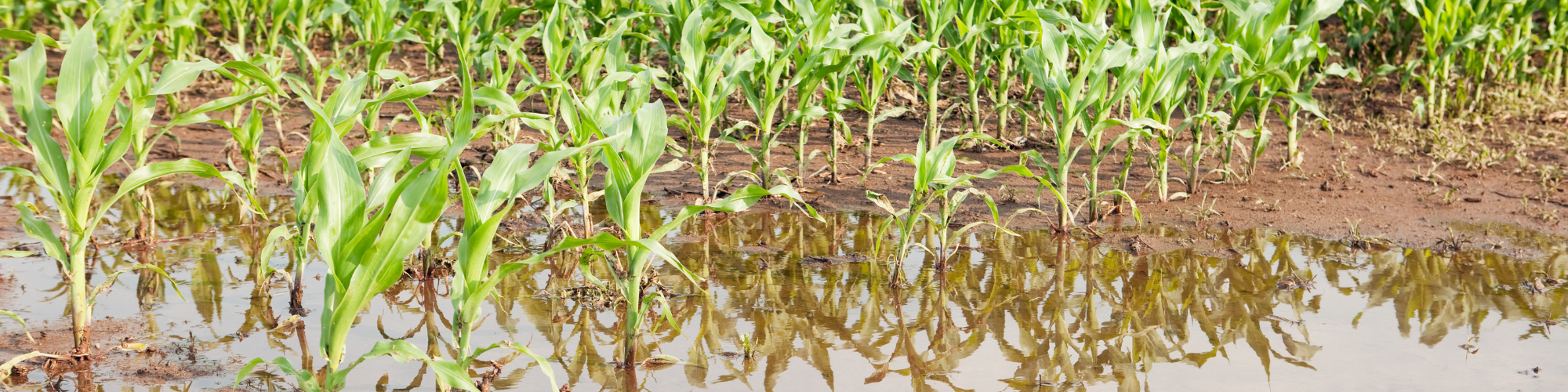 Agriculture : dégrèvement de la taxe foncière 2024 pour pertes de récoltes