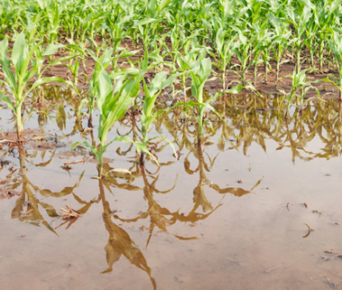 Cerfrance Mayenne-Sarthe, conseil en agriculture, dégrèvement taxe foncière pour pertes de récolte