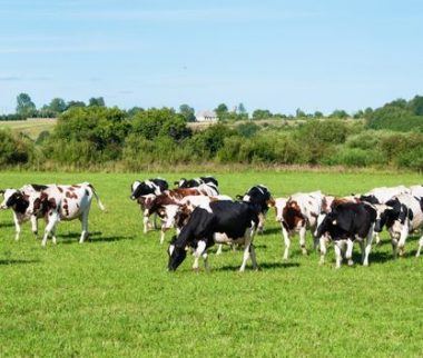 Cerfrance Mayenne - Sarthe, conseil en agriculture, maintien en prairies permanentes BCAE 1