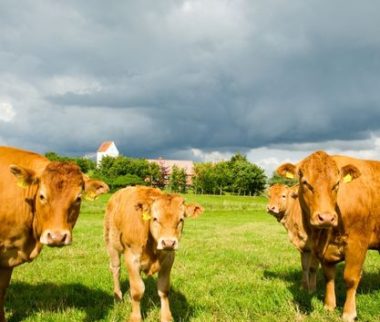 Cerfrance Mayenne-Sarthe, conseil en agriculture, aide bovine 2025